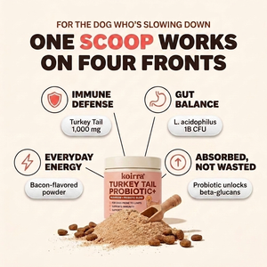KOIRRA Turkey Tail Probiotic+ infographic: one scoop supports immune defense, gut balance and everyday energy for senior dogs slowing down