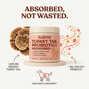 KOIRRA Turkey Tail Probiotic+ — Absorbed, not wasted: turkey tail unlocked by probiotics