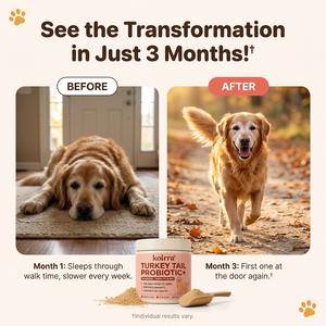 KOIRRA Turkey Tail Probiotic+ transform