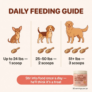 KOIRRA Turkey Tail Probiotic+ feeding